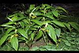 雙翅舞花薑04.JPG