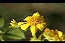 雙花蟛蜞菊-花00.jpg