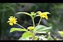 雙花蟛蜞菊-花10.jpg