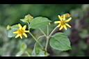 雙花蟛蜞菊-花18.jpg