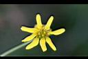 雙花蟛蜞菊-花19.jpg
