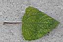雙花蟛蜞菊-葉正0.jpg