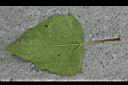 雙花蟛蜞菊-葉背0.jpg