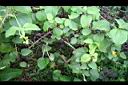 雙花蟛蜞菊03.jpg