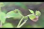 雙花蟛蜞菊-實5.jpg