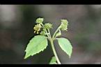雙花蟛蜞菊-實6.jpg
