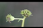 雙花蟛蜞菊-種子0.jpg