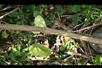 雙花蟛蜞菊-老莖0.jpg