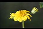 雙花蟛蜞菊-花01.jpg