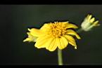 雙花蟛蜞菊-花02.jpg