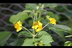 雙花蟛蜞菊-花06.jpg
