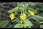 雙花蟛蜞菊-花07.jpg