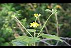 雙花蟛蜞菊-花08.jpg