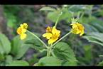 雙花蟛蜞菊-花09.jpg
