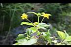 雙花蟛蜞菊-花11.jpg