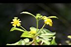 雙花蟛蜞菊-花12.jpg