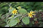 雙花蟛蜞菊-花13.jpg