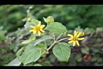 雙花蟛蜞菊-花14.jpg