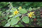 雙花蟛蜞菊-花15.jpg