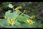 雙花蟛蜞菊-花16.jpg