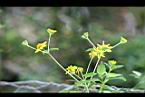 雙花蟛蜞菊-花17.jpg