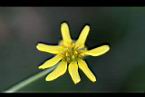 雙花蟛蜞菊-花20.jpg