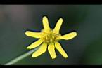 雙花蟛蜞菊-花21.jpg