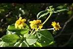雙花蟛蜞菊-花22.jpg