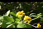 雙花蟛蜞菊-花23.jpg