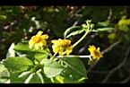 雙花蟛蜞菊-花24.jpg
