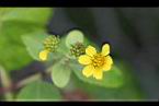 雙花蟛蜞菊-花25.jpg