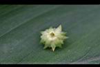 雙花蟛蜞菊-花萼0.jpg