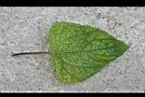 雙花蟛蜞菊-葉正1.jpg