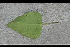 雙花蟛蜞菊-葉背1.jpg