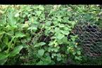 雙花蟛蜞菊01.jpg