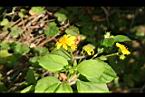 雙花蟛蜞菊07.jpg