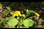 雙花蟛蜞菊08.jpg
