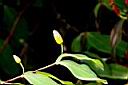 雙花金絲桃-花苞1.jpg