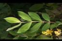 雙花金絲桃-葉序0.jpg