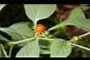 雙花龍葵-紅實03.JPG