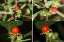 雙花龍葵-紅實1.jpg