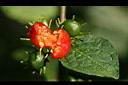 雙花龍葵-紅實16.jpg
