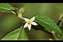 雙花龍葵-花01.jpg