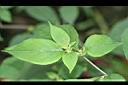 雙花龍葵-葉03.jpg