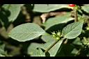 雙花龍葵-葉04.jpg
