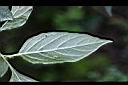雙花龍葵-葉背02.jpg