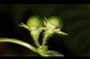 雙花龍葵-青實03.JPG