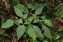 雙花龍葵05.JPG