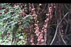 雙輪瓜-紅果35.JPG