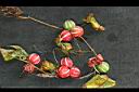 雙輪瓜-紅實02.jpg